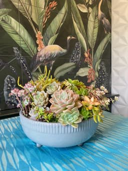 Elegant Succulent Arrangement - IMG_9764