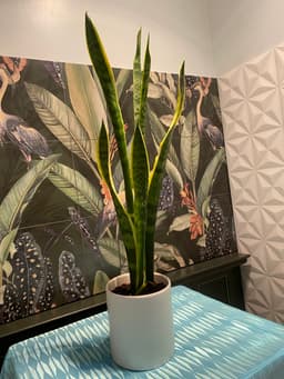 Snake Plant - Simply Elegant - IMG_9789